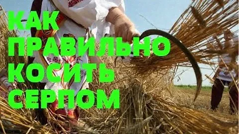 КОШУ СЕРПОМ КУКУРУЗУ..ЛЮБИМЫЙ ИНСТРУМЕНТ..