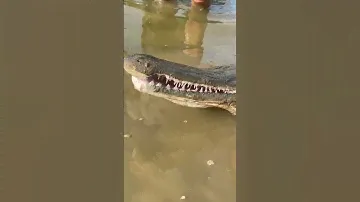 Миссисипкий панцирник Рыба металл! #OnlyAnimals
