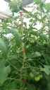 Степлер тапенер для подвязки растений SKRAB 28175