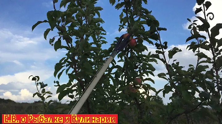 Плодосъемник из СССР для сбора высоко растущих яблок и других плодов.  Советский плодосъемник.