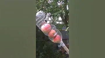 Плодосборник из бутылки для яблок