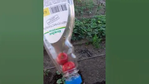 Средство для сбора черешни и вишни,с высоких деревьев