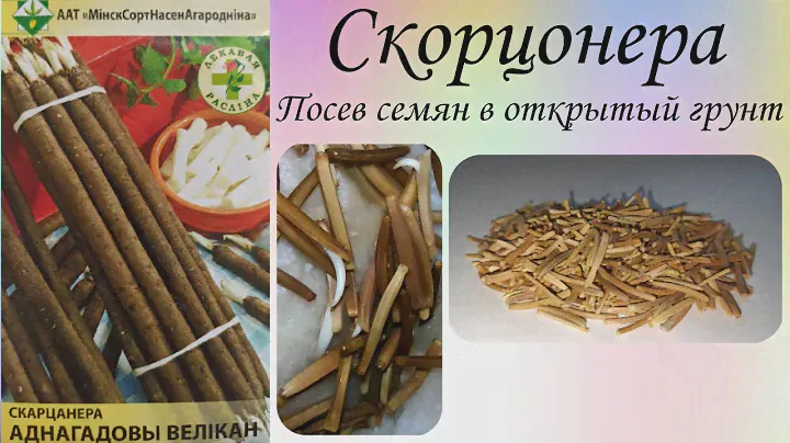 Скорцонера. Посев семян в открытый грунт.