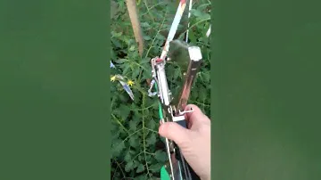 Подвязка растений инструмент степлер))