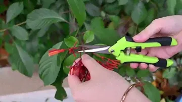 Ножницы садовые для обрезки растений с Алиэкспресс.