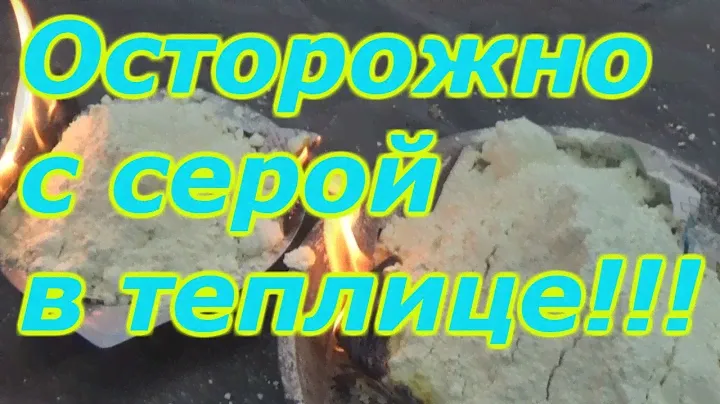 ОБРАБОТКА ТЕПЛИЦЫ СЕРОЙ - БУДЬТЕ ОСТОРОЖНЫ!