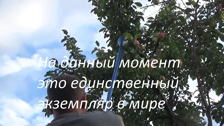 Как сделать удобное приспособление для сбора яблок
